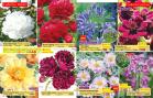 Akcija Floraekspres katalog proleće 2018 71205