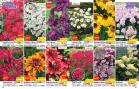 Akcija Floraekspres katalog proleće 2018 71211