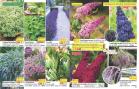 Akcija Floraekspres katalog proleće 2018 71214