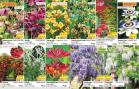 Akcija Floraekspres katalog proleće 2018 71225