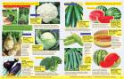 Akcija Floraekspres katalog proleće 2018 71235