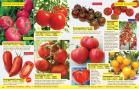 Akcija Floraekspres katalog proleće 2018 71236