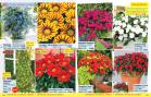 Akcija Floraekspres katalog proleće 2018 71238