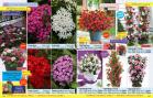 Akcija Floraekspres katalog proleće 2018 71241