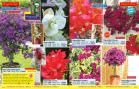 Akcija Floraekspres katalog proleće 2018 71243