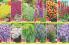 Akcija Flora ekspres katalog rasprodaja leto 2018 74181