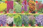 Akcija Flora ekspres katalog rasprodaja leto 2018 74181