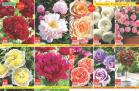 Akcija Flora ekspres katalog rasprodaja leto 2018 74184