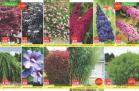 Akcija Flora ekspres katalog rasprodaja leto 2018 74186