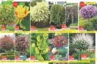 Akcija Flora ekspres katalog rasprodaja leto 2018 74188