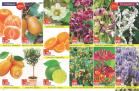 Akcija Flora ekspres katalog rasprodaja leto 2018 74193
