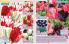 Akcija Katalog Floraekspres jesen 2018 76545