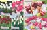 Akcija Katalog Floraekspres jesen 2018 76546