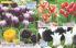 Akcija Katalog Floraekspres jesen 2018 76547