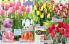Akcija Katalog Floraekspres jesen 2018 76549
