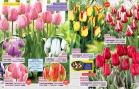 Akcija Katalog Floraekspres jesen 2018 76549