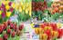 Akcija Katalog Floraekspres jesen 2018 76550