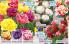 Akcija Katalog Floraekspres jesen 2018 76551