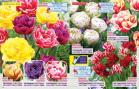Akcija Katalog Floraekspres jesen 2018 76551