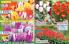 Akcija Katalog Floraekspres jesen 2018 76552