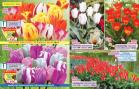 Akcija Katalog Floraekspres jesen 2018 76552
