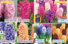 Akcija Katalog Floraekspres jesen 2018 76554