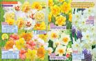 Akcija Katalog Floraekspres jesen 2018 76555