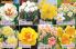 Akcija Katalog Floraekspres jesen 2018 76556