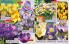Akcija Katalog Floraekspres jesen 2018 76557