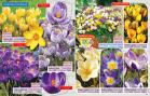 Akcija Katalog Floraekspres jesen 2018 76557