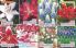 Akcija Katalog Floraekspres jesen 2018 76559