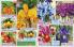 Akcija Katalog Floraekspres jesen 2018 76560