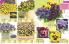 Akcija Katalog Floraekspres jesen 2018 76561