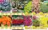 Akcija Katalog Floraekspres jesen 2018 76562