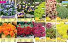 Akcija Katalog Floraekspres jesen 2018 76562