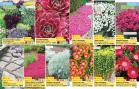 Akcija Katalog Floraekspres jesen 2018 76563