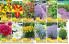 Akcija Katalog Floraekspres jesen 2018 76565