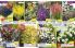 Akcija Katalog Floraekspres jesen 2018 76567