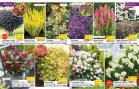 Akcija Katalog Floraekspres jesen 2018 76567