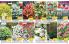 Akcija Katalog Floraekspres jesen 2018 76568