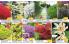 Akcija Katalog Floraekspres jesen 2018 76569