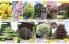 Akcija Katalog Floraekspres jesen 2018 76570