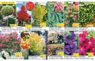 Akcija Katalog Floraekspres jesen 2018 76571