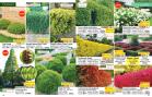 Akcija Katalog Floraekspres jesen 2018 76572
