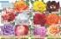 Akcija Katalog Floraekspres jesen 2018 76575