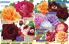 Akcija Katalog Floraekspres jesen 2018 76576