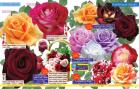 Akcija Katalog Floraekspres jesen 2018 76576