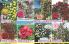 Akcija Katalog Floraekspres jesen 2018 76578