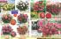 Akcija Katalog Floraekspres jesen 2018 76579
