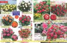 Akcija Katalog Floraekspres jesen 2018 76579
